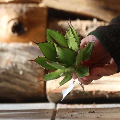 U.S. horrida (Agave horrida) / Style of Chika　no.1203-15