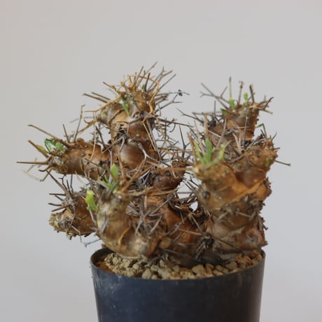 Othonna euphorbioides   no.921-8