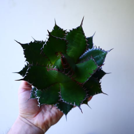 アガベ ホリダ  Agave horrida   no.42804