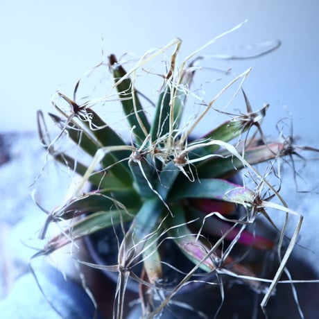 レウクテンベルギア  晃山    Leuchtenbergia principis  no.20207