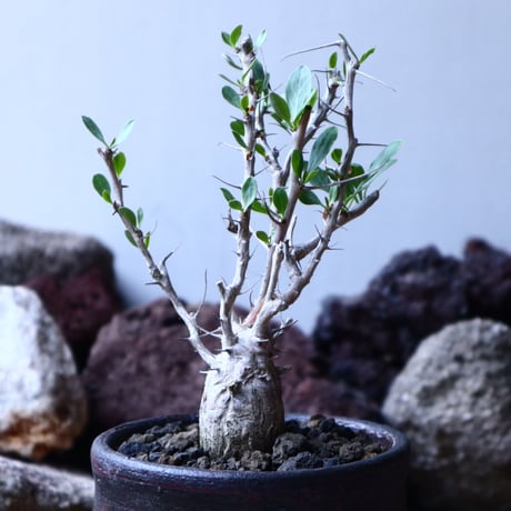 フォークイエリア  コルムナリス  観峰玉 Fouquieria columnari   no.32905