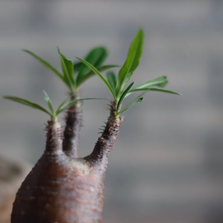Pachypodium gracilius × N/OH (2.5号)  no.601/3