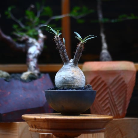 パキポディウム  グラキリス ／Pachypodium  gracilius     no.101032