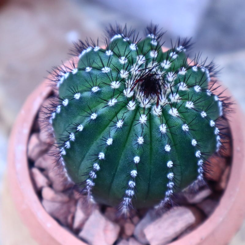Uebelmannia pectinifera　ユーベルマニア　ペクチニフェラ ユーベルマニア ペクチニフェラ047 – linkplants -リンクプランツ-