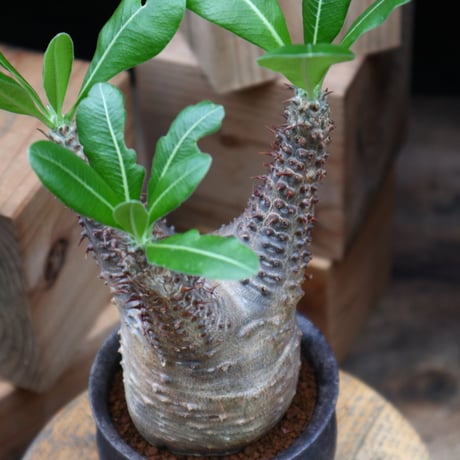 パキポディウム  マカイエンセ／Pachypodium Makayense    no.82808
