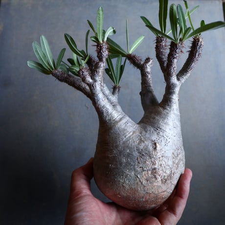 パキポディウム グラキリス   Pachypodium rosulatum var. gracilius no.110331