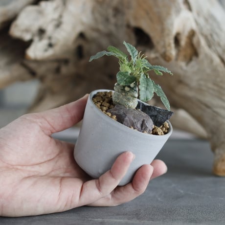 Dorstenia foetida × Kazuhiro Arima(2.5号)  no.629-23