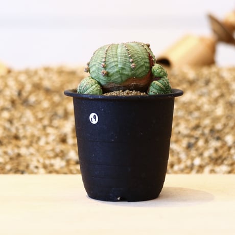 ユーフォルビア  仔吹きシンメトリカ / Euphorbia  symmetrica   no.42319