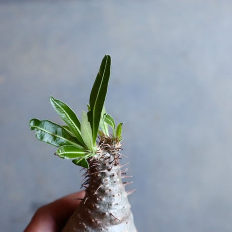 パキポディウム グラキリス   Pachypodium rosulatum var. gracilius no.110316