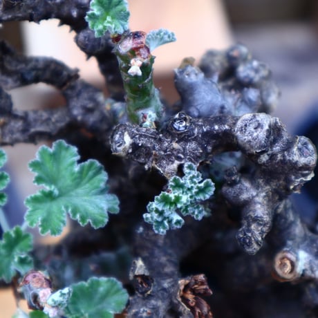 ぺラルゴ二ウム   エキナツム／Pelargonium  lechinatum   no.62712