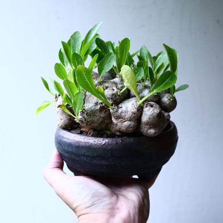 パキポディウム  ブレビカウレ  恵比寿笑い   Pachypodium brevicle   no.102727
