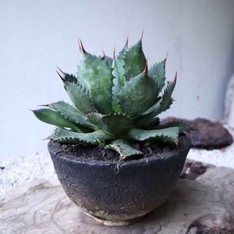 アガベ   ポタトラム     Agave potatorum    no.112418