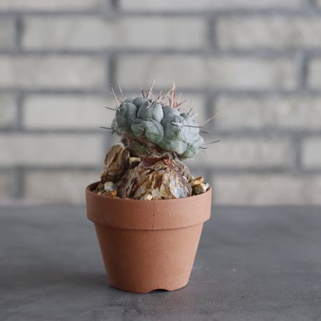 Thelocactus phymatothele (眠獅子) × YAMABACHI (3号)  no.614/6