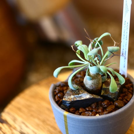 N/OH × Othonna euphorbioides   no.111916