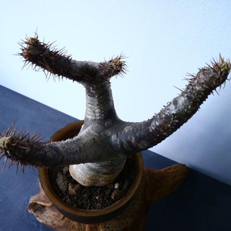 パキポディウム  カクチペス  Pachypodium rosulatum var. cactipes  No.31025