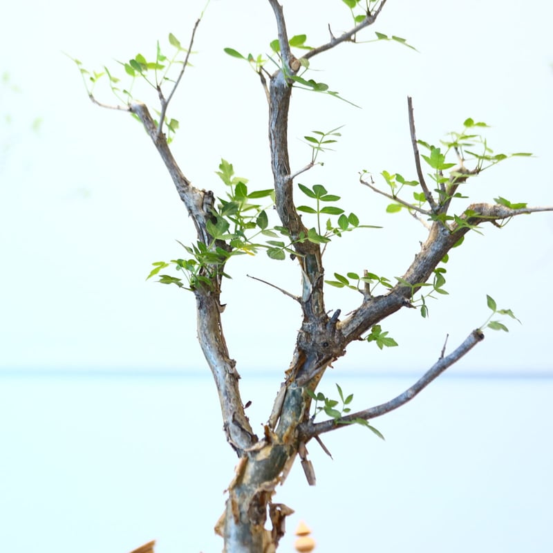ブルセラ ファガロイデス / Bursera fagaroides no.62515 |