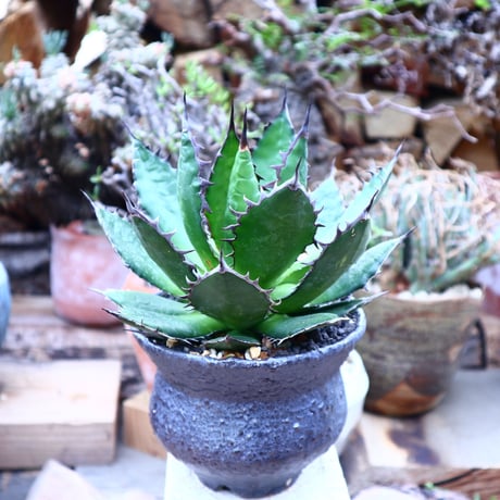 アガベ ホリダ    Agave horrida     no.42512