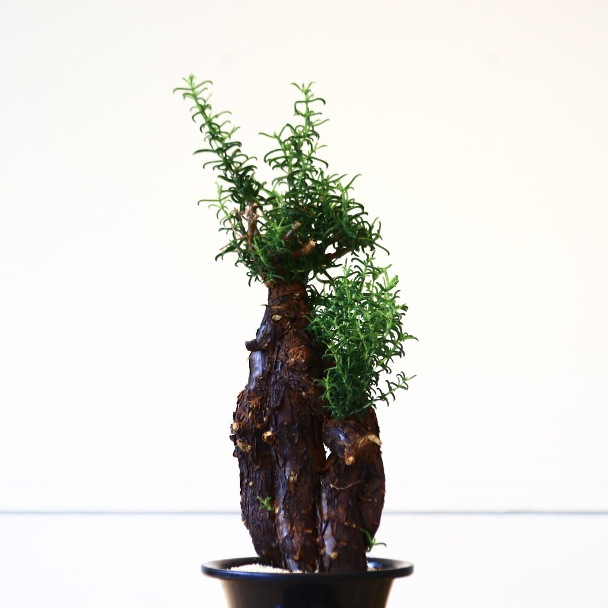 詞*様 産地情報付きMestoklema arboriforme メストクレマ アルボリフォルメ / Mestoklema arboriforme no.80