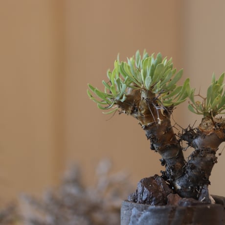 Othonna euphorbioides (黒鬼城) × N/OH   no.117-24