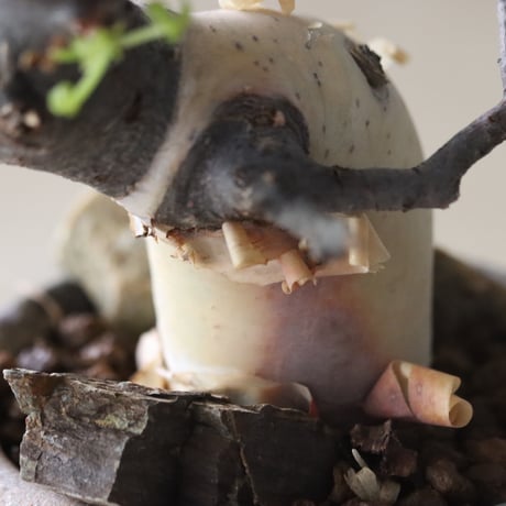 Commiphora kataf  × Naoto Hirata / humanity pot (3号鉢)   no.420-43