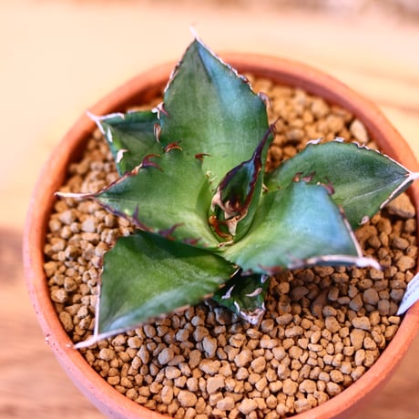Agave titanota Hades × YAMABACHI    no.123164