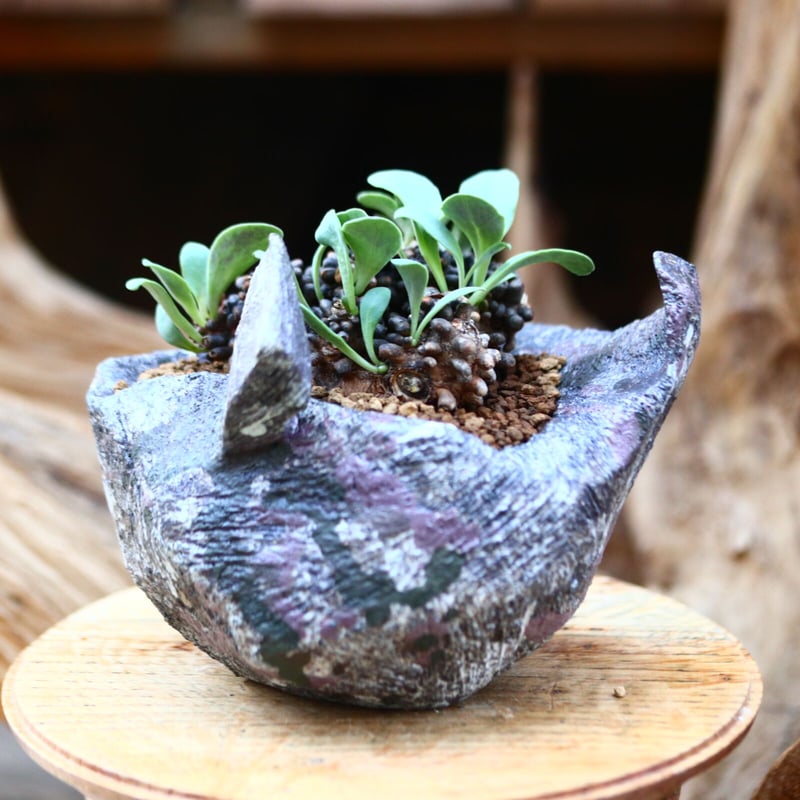 オトンナ アルミアナ / Othonna armiana / 発根済み no.2262