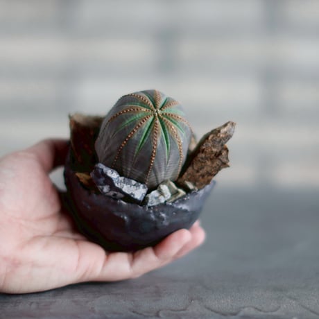 Euphorbia obesa  × takero pot (3号)  no.830-25
