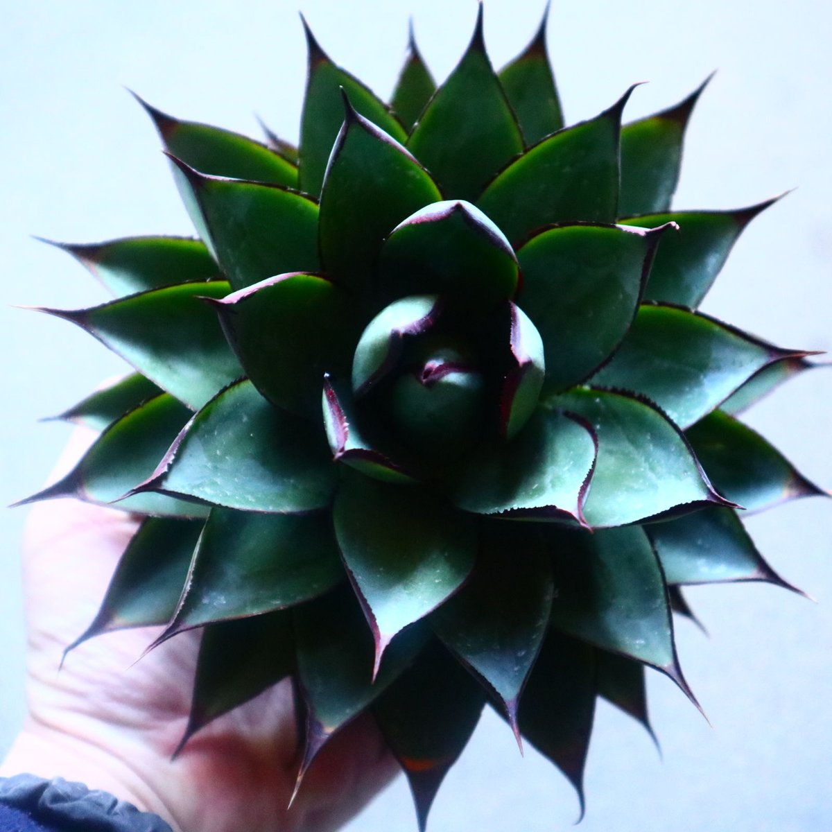 アガベ ブルーグロー Agave 'Blue Glow' no.20907 | 芽の巣山