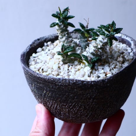 ユーフォルビア   トゥレアレンシス  Euphorbia tulearensis   no.20307