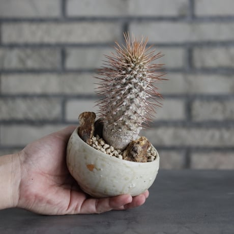 Pachypodium namaquanum × Naoto Hirata (3号)  no.706-18