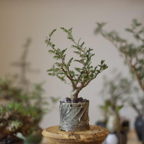 センナメリディオナリス | STORES