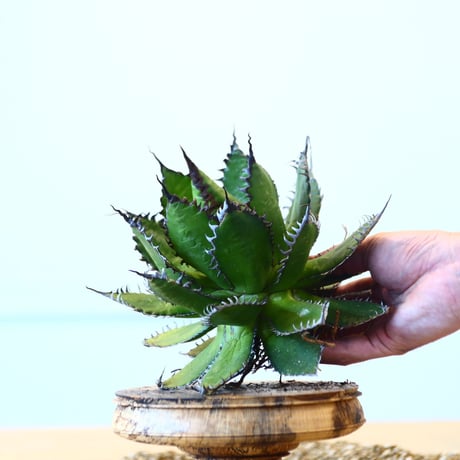 Agave horrida / Style of Chika   no.1015/10