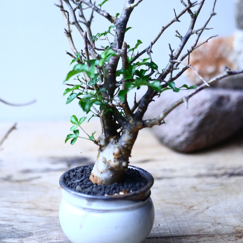 コミフォラ フンベルティ commiphora humbertii no.92717 |