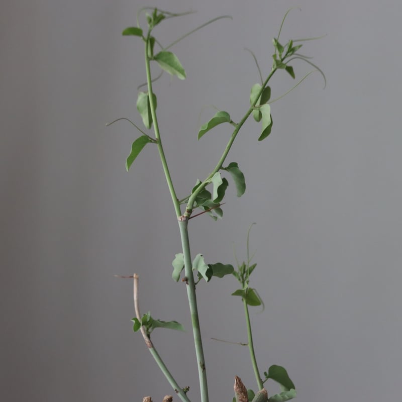 Adenia spinosa × Shin Tabata / PLANETX (5号鉢) n Adenia spinosa × Shin Tabata / PLANETX (5号鉢) n