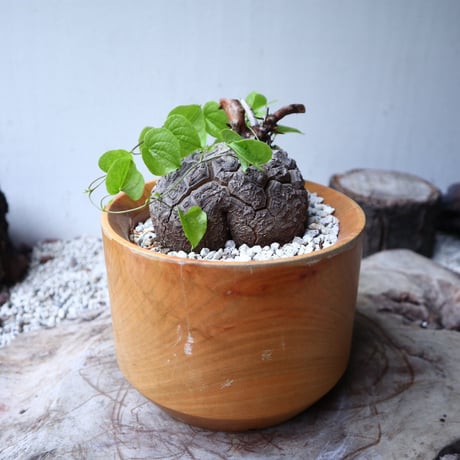 ディオスコレア   亀甲竜    Dioscorea elephantipe     no.112410