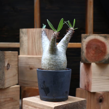 パキポディウム  グラキリス／Pachypodium  gracilius   no.90455