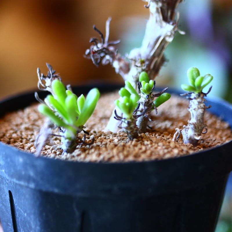 【セール】チレコドン　ニグリカウリス　No.001　鉢、送料込　メルカリ便 チレコドン ブッコルジアヌス (鉢入り) 冬型塊根植物 コーデック