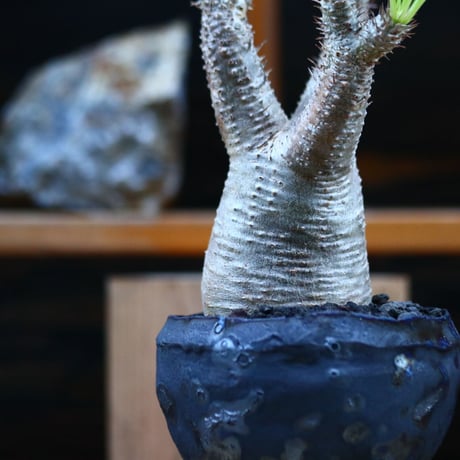 パキポディウム  イノピナツム／Pachypodium Inopinatum   no.12346