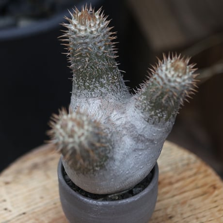 パキポディウム  イノピナツム／Pachypodium Inopinatum   no.11508