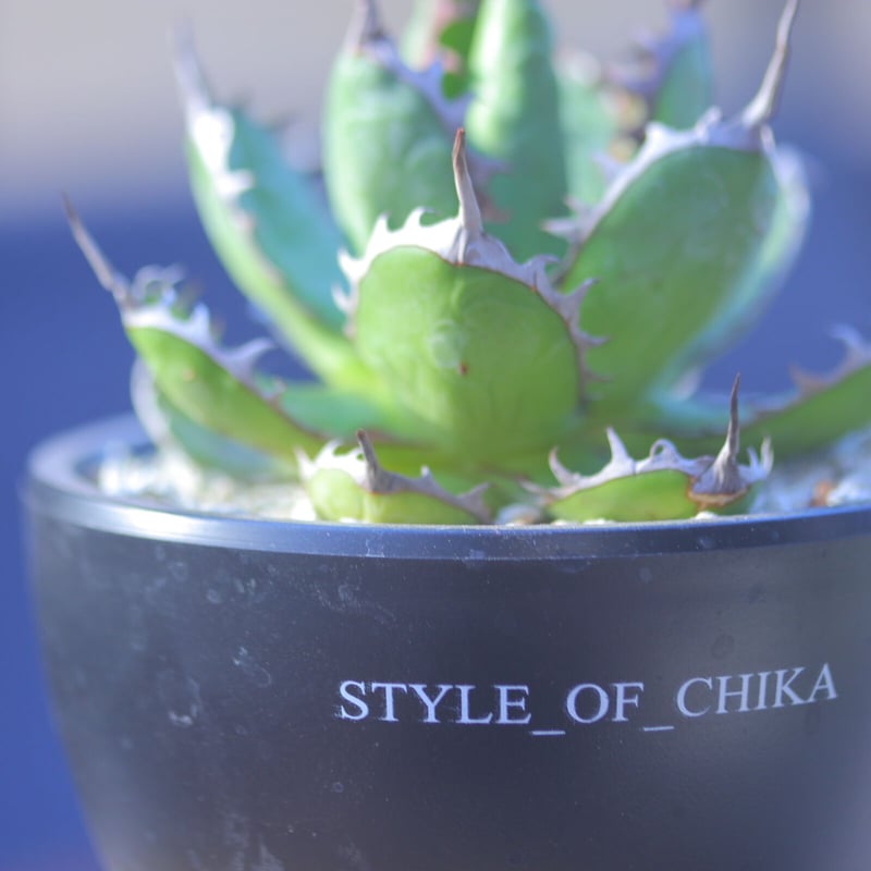 アガベ ホリダ Agave horrida no.20737-1 | 芽の巣山