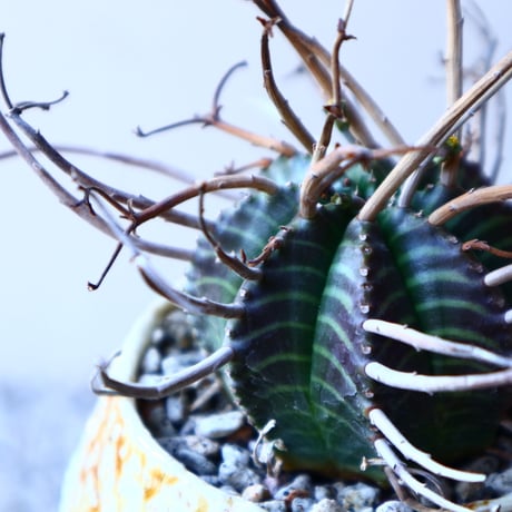 ユーフォルビア  バリダ    Euphorbia valida     no.11923