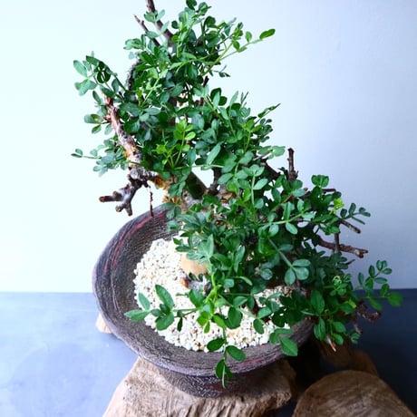 コミフォラ    ピンネイト リーブス   pinnate leaves No.051
