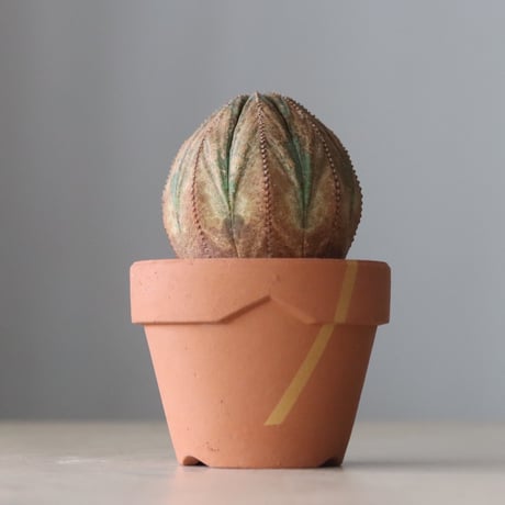 Euphorbia obesa × YAMABACHI var. N/OH (3号鉢)  no.420-50