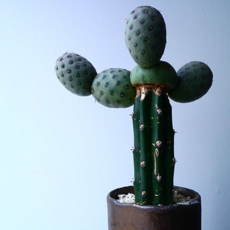 テフロカクタス    ゲオメトリクス   Tephrocactus geometricus  No.031