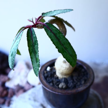 ユーフォルビア アンボンベンセ   Euphorbia sp.  Ambonbense  no.52616