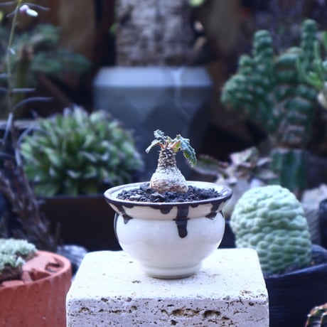 ドルステニア フォエチダ    Dorstenia foetida     no.41826