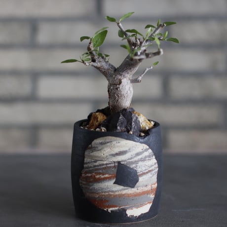 Bursera schlectendalii × N/OH (3号)  no.524/17