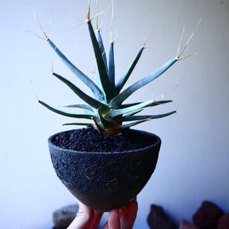 レウクテンベルギア  晃山    Leuchtenbergia principis  no.32225