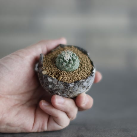 Strombocactus disciformis  × takero pot (2号)  no.907-59