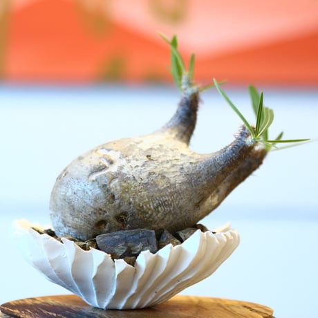 Pachypodium  gracilius × Kazuhiro Arima    no.100820